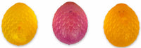 Scrunchems Unisex Sugar Dragon Egg Mystery Toy